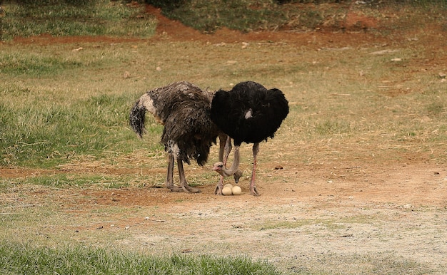 Foto uitzicht op vogels op het veld