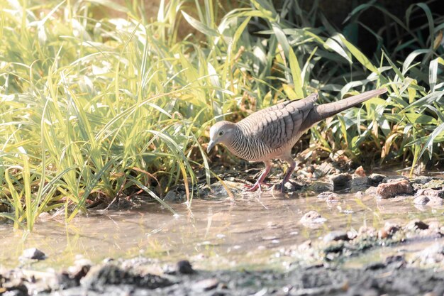 Foto uitzicht op vogels op het veld