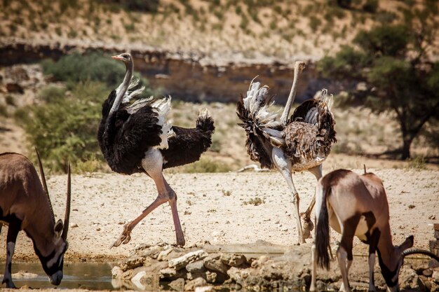 Foto uitzicht op vogels op het veld