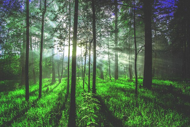 Foto uitzicht op weelderige bomen in het bos