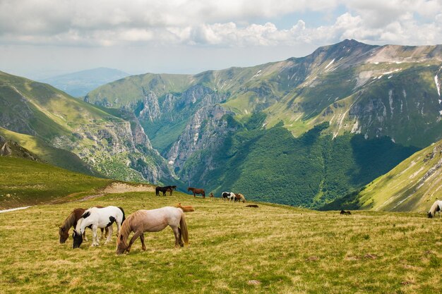 Uitzicht op wilde paarden die grazen op de hoge berg in het nationale park van Monti sibillini marche