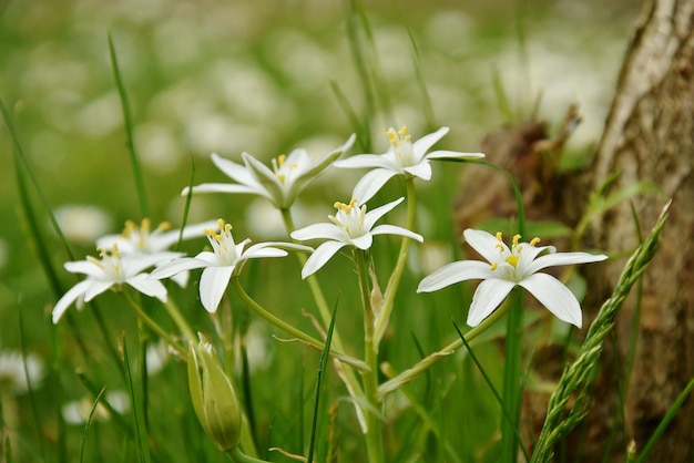 Uitzicht op witte bloemen op de plant