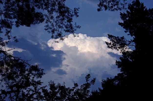 Uitzicht op wolken op blauwe lucht omlijst door boomtakken