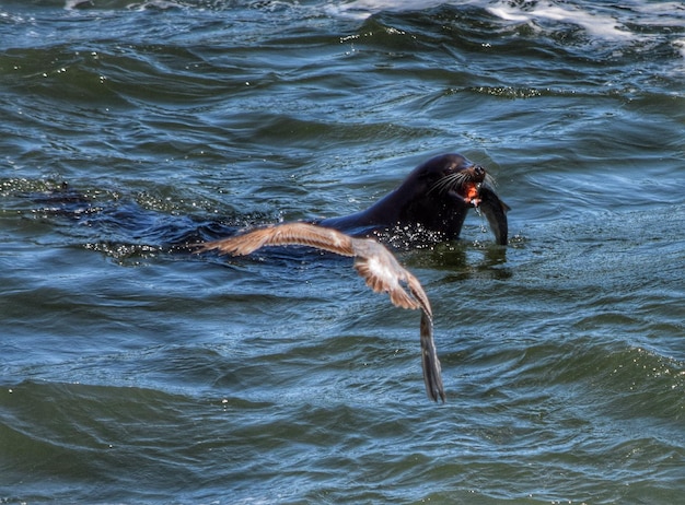 Uitzicht op zeehonden die vis eten in de zee