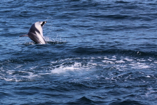 Uitzicht op zwanen die in de zee zwemmen