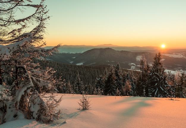 Uitzicht van bovenaf betoverend schilderachtig landschap van bergketens bedekt met dichte en besneeuwde sparrenbossen tegen de ondergaande zon op een heldere winteravond.