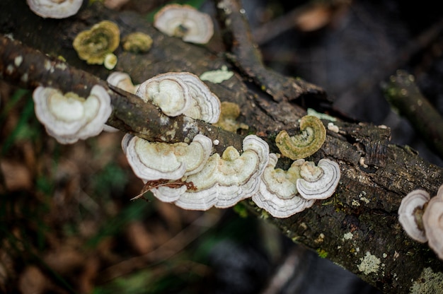 Uitzicht van bovenaf op de wilde paddenstoelen die groeien op het logboek met een mos