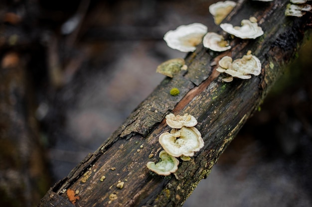 Uitzicht van bovenaf op de wilde paddenstoelen die groeien op het logboek met een mos