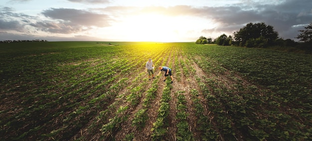 Uitzicht van bovenaf twee boeren in een veld met zonnebloemen tegen de achtergrond van zonsondergang