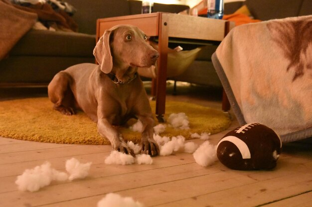 Foto uitzicht van de hond