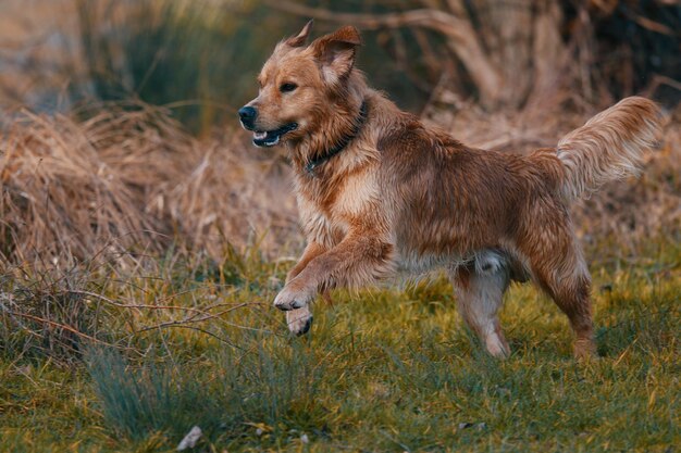 Uitzicht van een hond die wegkijkt op het veld