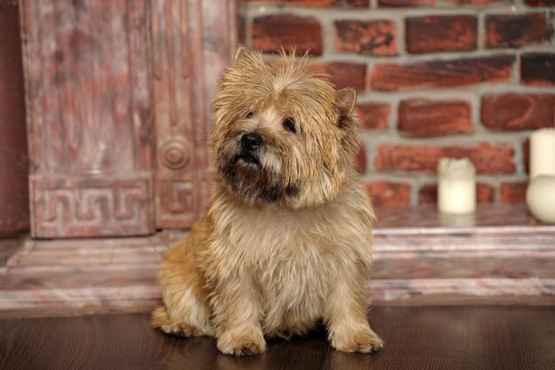 Foto uitzicht van een hond die wegkijkt