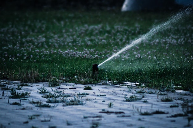 Foto uitzicht van een vogel in het water