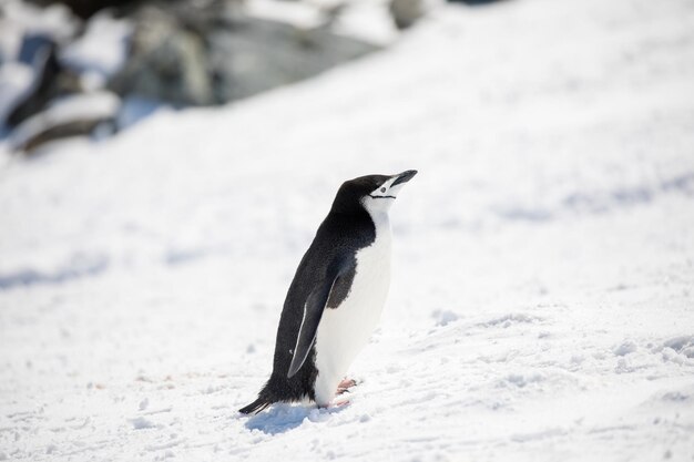 Foto uitzicht van een vogel op een besneeuwd veld tijdens de winter