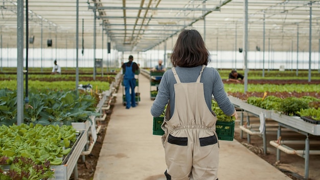 Uitzicht vanaf de achterkant van een blanke vrouw die een krat vasthoudt met groenten die weglopen in een biologische boerderij die de productie voorbereidt op levering. Kasarbeider in hydrocultuuromgeving die geoogste sla beweegt.