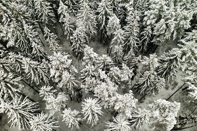 Uitzicht vanaf de hoogte van het winterbos met in de winter besneeuwde bomen.