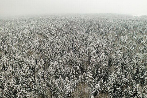 Uitzicht vanaf de hoogte van het winterbos met in de winter besneeuwde bomen.