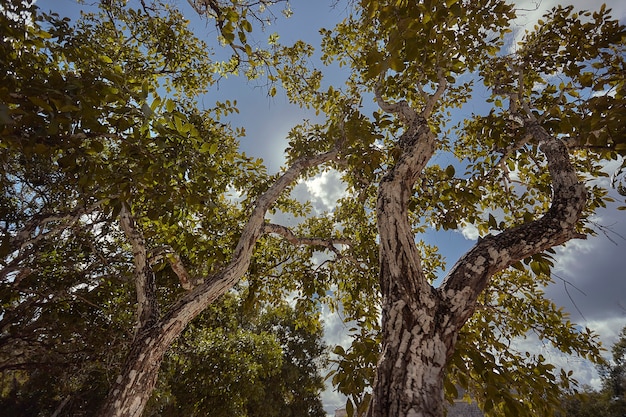 Uitzicht vanaf de onderkant van een aantal zeer hoge bomen, waaronder enkele palmbomen in het Maya-complex van Chichén ItzÃ. Horizontaal schot.