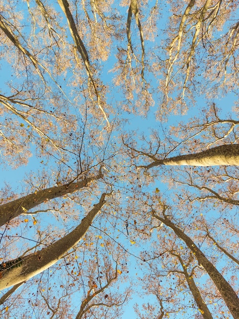 Foto uitzicht vanaf de onderkant van enkele platanus-bomen, het dehesa de gerona-park