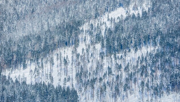 Uitzicht vanaf de stad Liptovsky Mikulas naar West Tatra in de winter met besneeuwde bomen en bewolkte lucht.