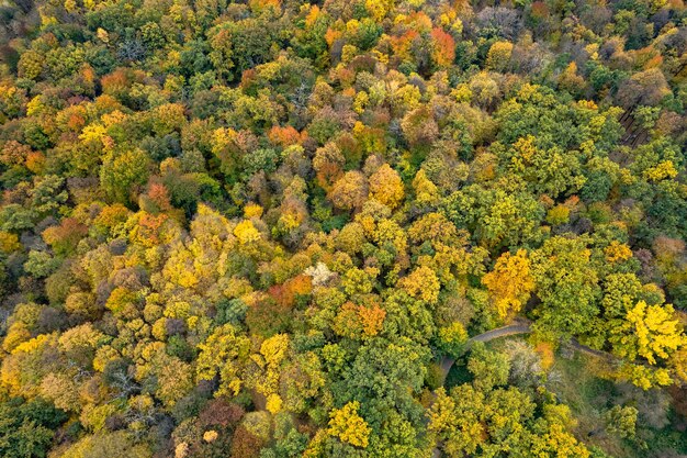 Uitzicht vanaf drone op kleurrijke bomen in herfstbos