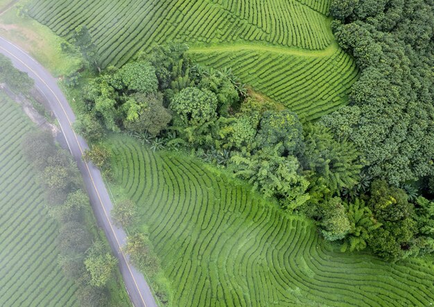 Uitzicht vanuit de lucht Theeboerderij met zee van mist groene boom blauwe berg