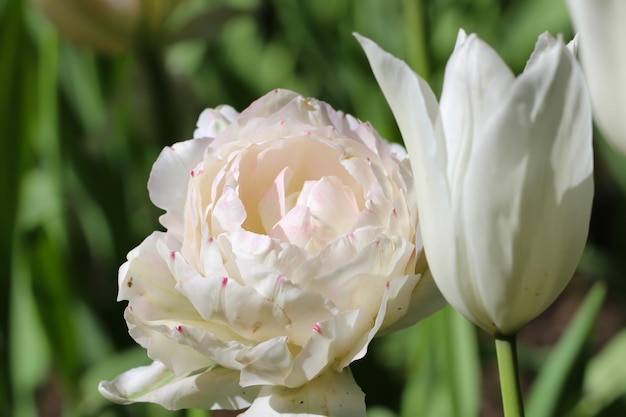 uitzonderlijk mooie witte tulpen in een lentelandschap