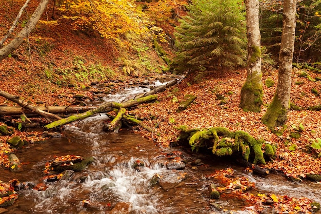 우크라이나 Carpathians 국립 공원 Shypit Carpathians에서 단풍으로 장식된 나무로 둘러싸인 이끼 덮인 바위 주위에 완만한 물줄기가 흐릅니다.