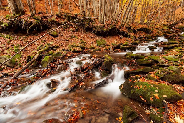 Ukraine A gentle stream cascades around mosscovered rocks surrounded by trees adorned with autumn foliage in the Carpathians National Park Shypit Carpathians