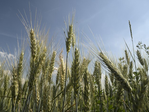 Ukraine wheat field ready to harvest