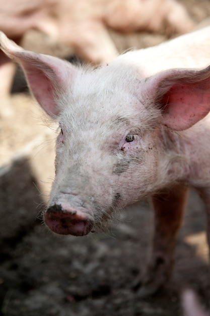 ウクライナの農場の豚