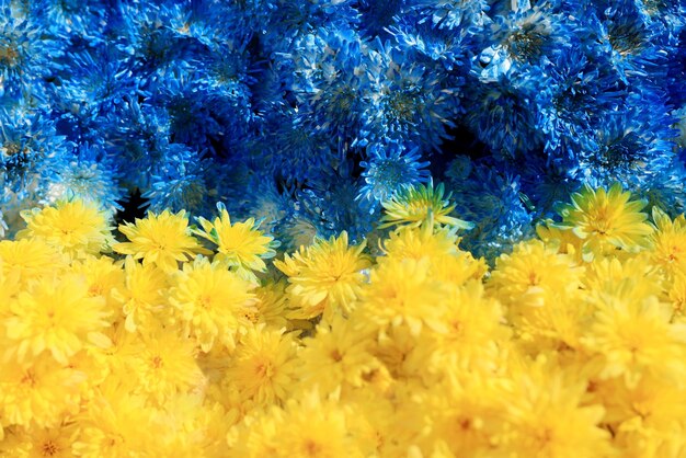 배경 클로즈업으로 아름다운 파란색과 노란색 꽃으로 만든 우크라이나 국기