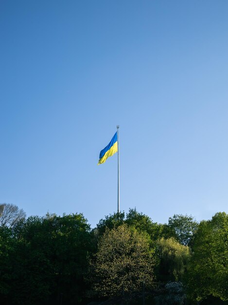 맑은 하늘을 배경으로 나무 꼭대기에 우크라이나 국기가 올랐습니다.