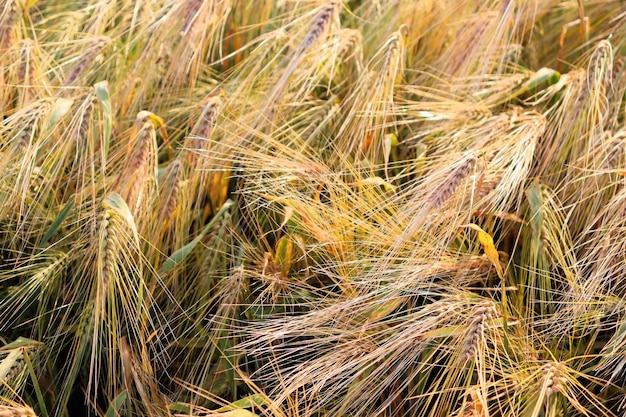 ウクライナの穀物、食糧不足、小麦、とうもろこし、世界の食糧危機