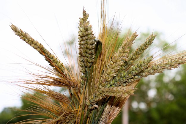 Foto il grano ucraino scarseggia il granoturco