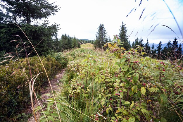 Ukrainian landscape at the Carpathians