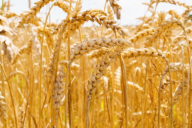 Ukrainian rising ripe wheat field