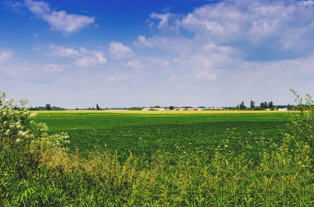 Ukrainian village with green fields on a sunny summer day