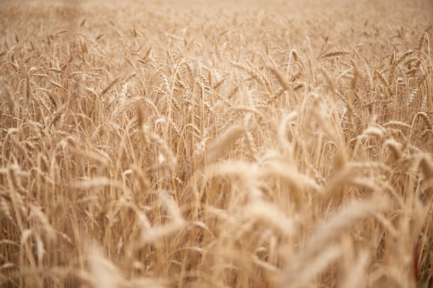 Campi di grano ucraini e crisi alimentare imminente della guerra