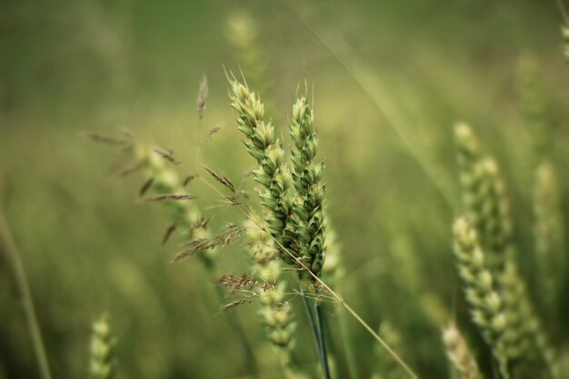 Ukrainian wheat on a green field