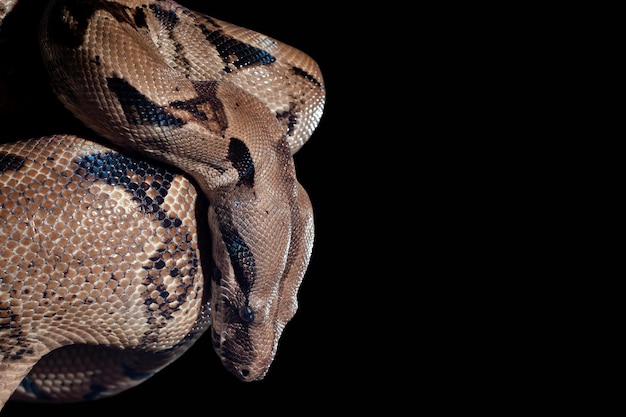 Ular Sanca または Malayopython reticulatus ヘビ