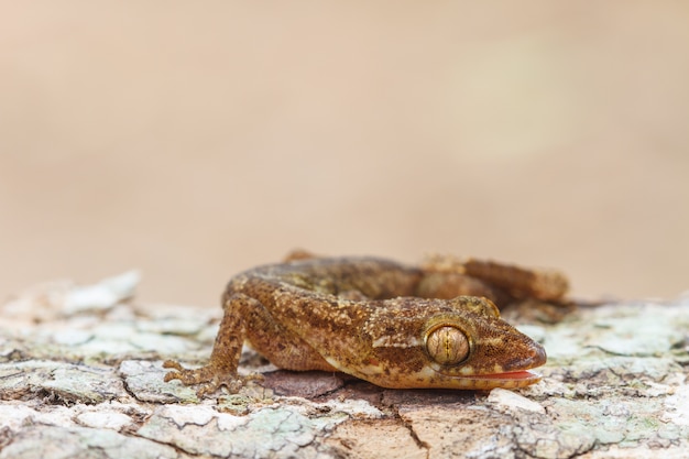 Ulber's Gecko in tropical forest