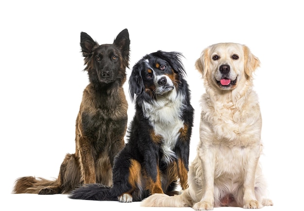 最終的に犬は彼らの永続的な仲間と無条件の愛で人生を豊かにします