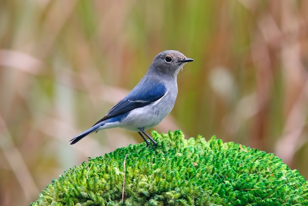 Ultramarine Flycatcher Ficedula superciliaris Beautiful Juvenile Male Birds of Thailand