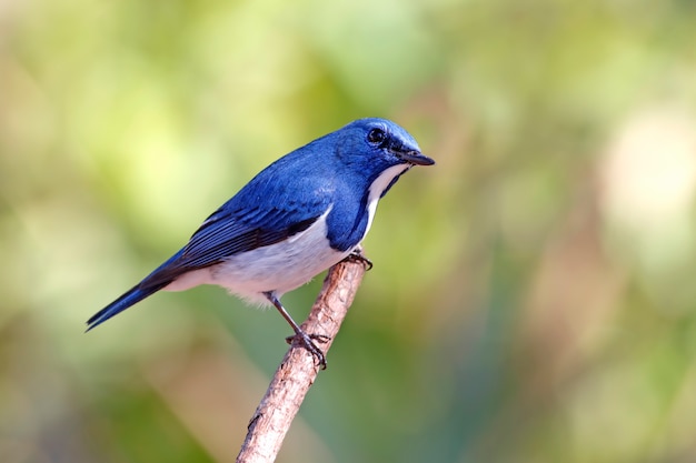 Ultramarine Flycatcher Ficedula superciliaris 태국의 아름다운 새들