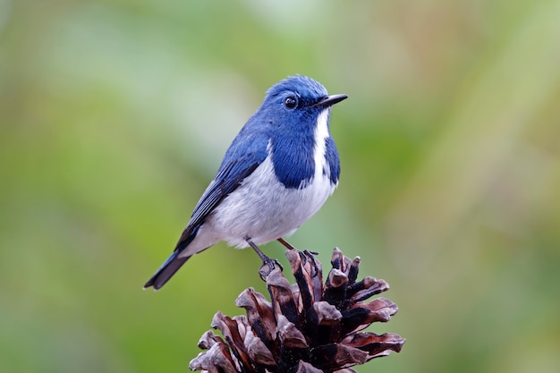 Ultramarine Flycatcher Ficedula superciliaris 태국의 아름다운 새들