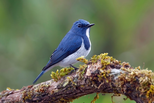 군청색 Flycatcher Ficedula