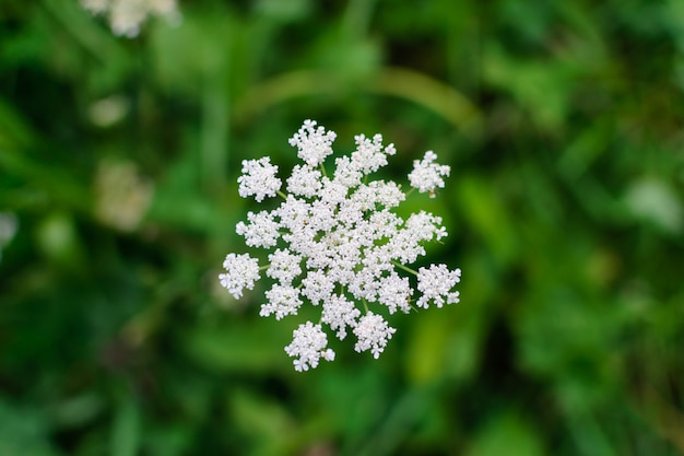 Umbellate inflorescence of white flowers on a blurred background macro