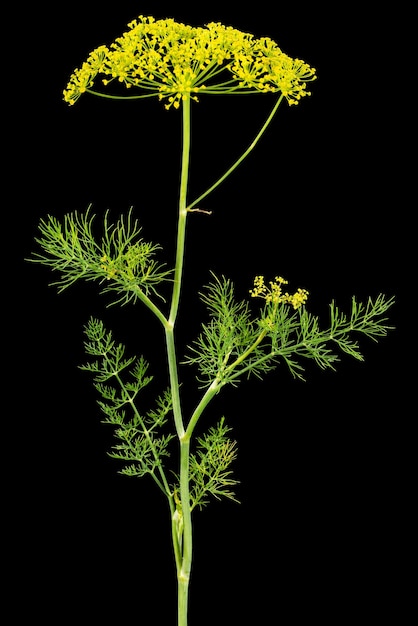 Foto umbrella bloem van dill gebruikt in de keuken koken om smaak geïsoleerd op zwarte achtergrond