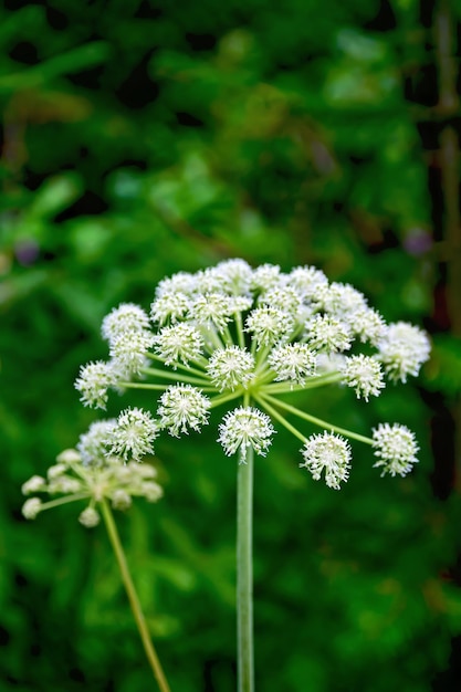 緑の草を背景に傘Cicutavirosa